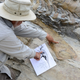 Imagen para el artículo titulado Hallan en México la cola de un dinosaurio de hace 72 millones de años